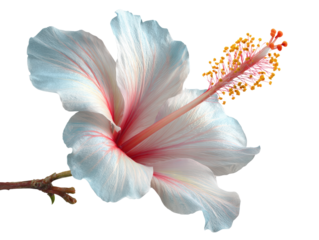 White hibiscus flower with pink center and stamen, tropical blossom in soft sunlight, delicate petals and texture