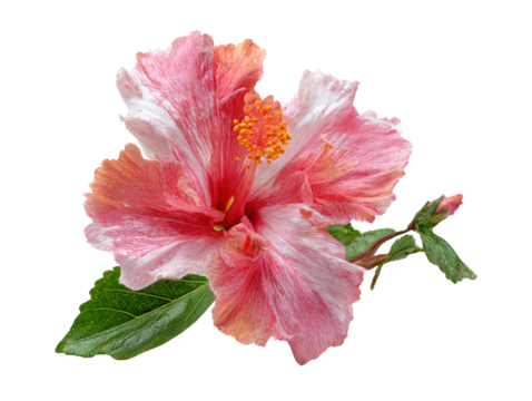 Pink hibiscus flower with green leaf and bud, tropical garden blossom, delicate ruffled petals, bright stamen