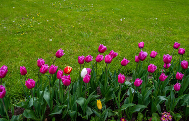 Tulips in summer near a green lawn.