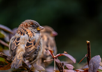 Bird sparrow on a bush close-up.
