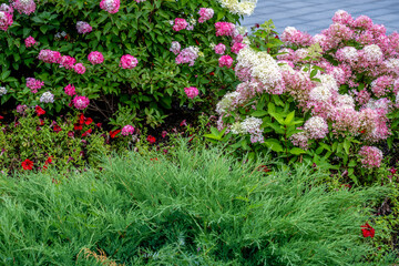 Flowers in a flower bed on a summer day.