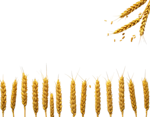 Golden wheat stalks and grains, a harvest-themed image with a black background and artistic arrangement
