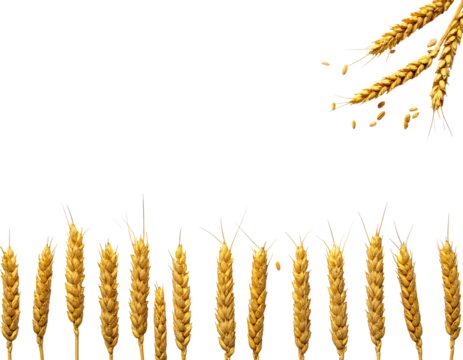 Golden wheat stalks and grains, a harvest-themed image with a black background and artistic arrangement