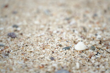 A small white seashell resting on fine beach sand, capturing a calm and minimal seaside moment
