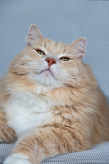 Big siberian cat with cream hair color in relax indoor