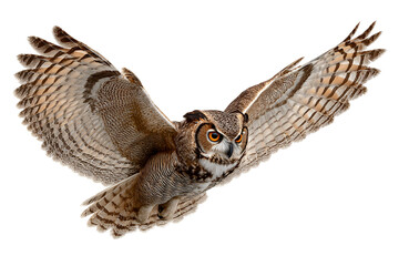 Fototapeta premium Majestic great horned owl spreads its enormous wings for a graceful flight through the night demonstrating avian mastery and power in its natural wildlife habitat hunting