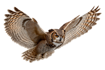 Majestic great horned owl spreads its enormous wings for a graceful flight through the night demonstrating avian mastery and power in its natural wildlife habitat hunting