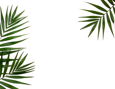 Three green palm leaves, slightly out of focus, set against a solid black background