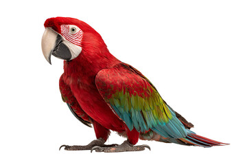 Majestic scarlet macaw showcasing vibrant plumage in captivating portrait a symphony of colors and textures embodying the allure of tropical avian life a stunning bird art