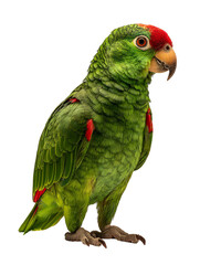 Alert amazon parrot poses for portrait showcasing its vivid plumage and detailed features showcasing exotic bird species beauty with a beautiful vibrant green feathered friend