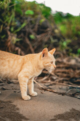 Fototapeta premium Close Up Natural Light Orange Tabby Looking Away Domestic Cat
