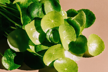 A vibrant, close-up photo of fresh green leaves with droplets of water, showcasing their glossy texture against a neutral background.