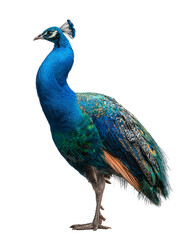 Elegant peacock displays shimmering feathers in proud display a captivating avian portrait showcasing vibrant colors and graceful form a beautiful specimen in exquisite detail