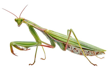 Praying mantis macro photography showcasing unique anatomy and form featuring detailed exoskeletons and textures presenting incredible detail in insect life a captivating image
