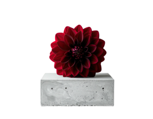 Vivid red bloom, centered on a concrete cube, set against a stark black background