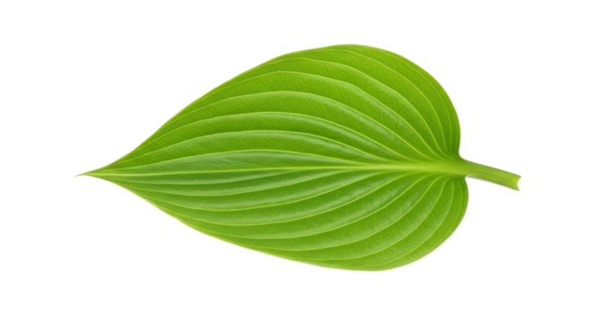 Bright green leaf with prominent parallel veins isolated on a transparent background.