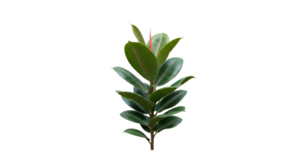 Ficus Elastica Rubber Plant with Glossy Green Leaves and Bright Red New Growth Isolated on Transparent Background.
