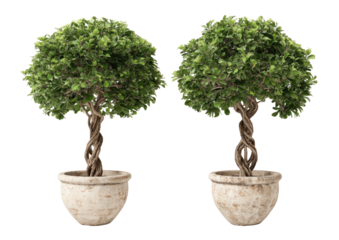 Two small, rounded trees in stone pots