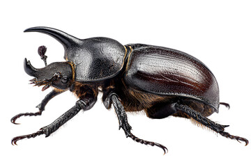 Rhinoceros beetle portrait showcasing its exoskeleton details revealing natural armor and anatomical structure of a large insect emphasizing the texture and design intricacy of