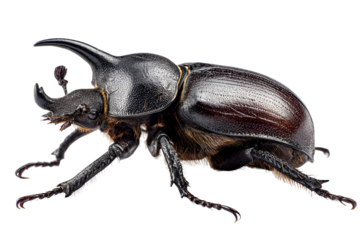 Rhinoceros beetle portrait showcasing its exoskeleton details revealing natural armor and anatomical structure of a large insect emphasizing the texture and design intricacy of