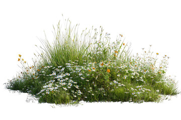 Wild daisies and grasses cluster on a small mound © tolem929
