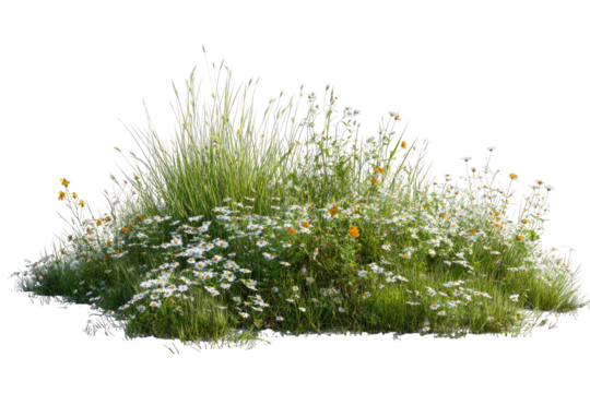 Wild daisies and grasses cluster on a small mound