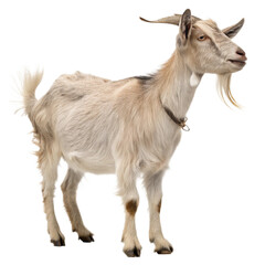 Obraz premium Majestic white goat stands proudly, showcasing its gentle nature and rustic charm for agricultural or whimsical projects. 