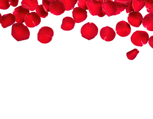 Crimson rose petals cascade over a black background, creating a romantic and elegant scene