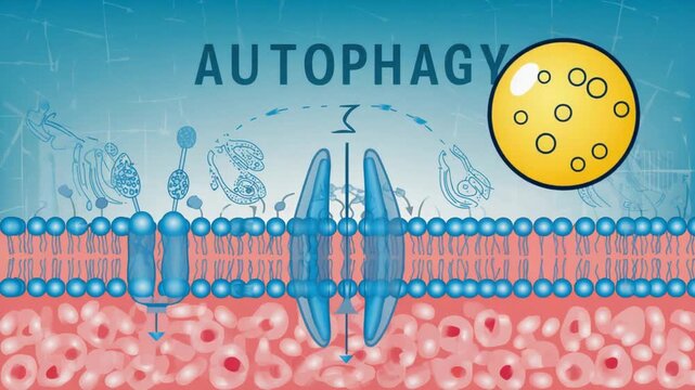 Autophagy. Intermittent fasting.