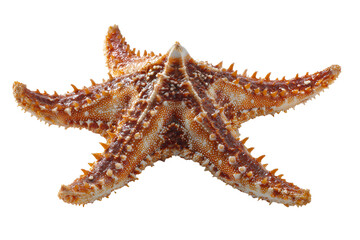 Detailed macro shot captures the intricate beauty and textured surface of a spiny sea star against clean dark field exposing the ocean floor scavenger for educational or artistic