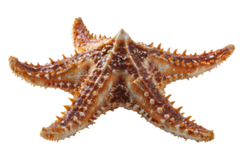 Detailed macro shot captures the intricate beauty and textured surface of a spiny sea star against clean dark field exposing the ocean floor scavenger for educational or artistic