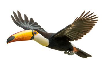 Spectacular toucan flies with wings outstretched featuring its iconic colorful beak and feathers offering a vibrant glimpse of exotic wildlife in flight highlighting rainforest