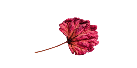 Vibrant crimson leaf against black backdrop