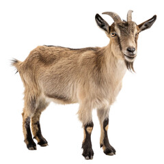 Fototapeta premium Curious brown goat with short horns and a beard stands alert, ready for agricultural or farm-themed projects. 