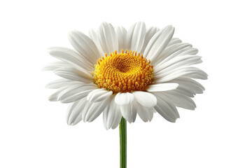 Daisy White petals surround a bright yellow center