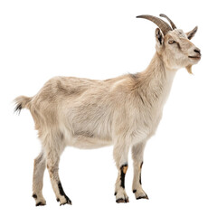 Obraz premium Majestic horned goat stands proudly, showcasing its natural charm and rugged beauty for agricultural or wildlife themes. 