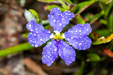 Blue Wildflower Covered in Raindrops