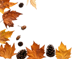 An autumnal arrangement featuring vibrant, textured leaves, acorns, and pine cones set against black
