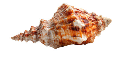 Close-up of a seashell (1)