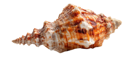 Close-up of a seashell (1)