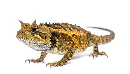 Naklejka premium Spiky-backed reptile posing against a clean white backdrop