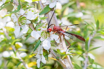 Red Wasp with Transparent Wings on White Flowers