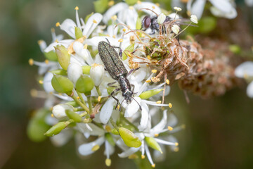 Metallic Beetle on Native White Wildflowers
