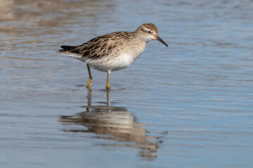 Sharp-Tailed Sandpiper Wading in Shallow Water