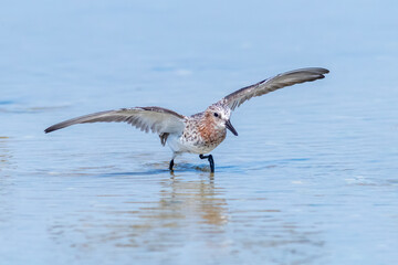 Red-Necked Stint Spreading Wings While Wading in Shallow Water