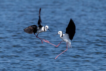 Pied Stilts Fighting Mid-Air Over Water