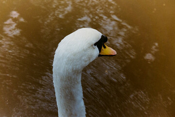 mute swan cygnus olor