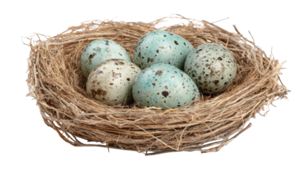 Eggs nestled in a bird's nest