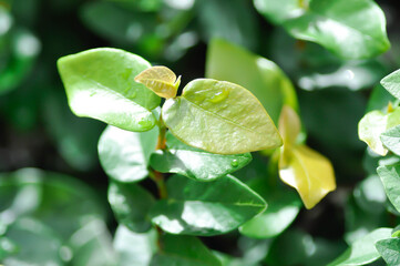 ficus pumila or climbing fig or Climbing Vine