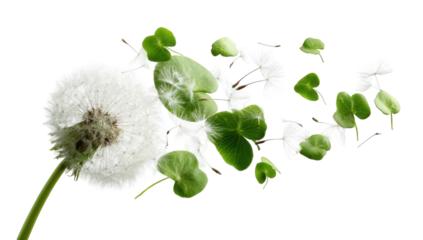 Dandelion seed head with scattered leaves